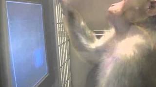 Monkey reproduces pattern from memory