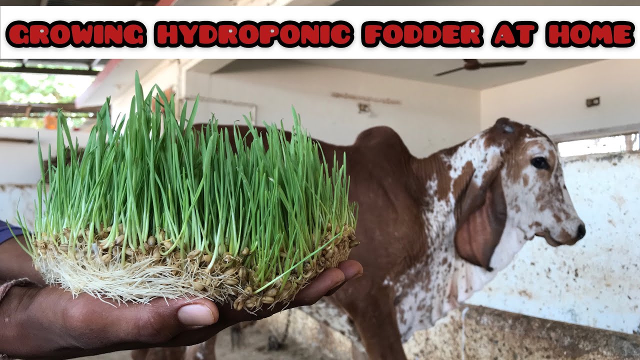 Growing hydroponic fodder of wheat for cow/cattle at home ॥ Growing