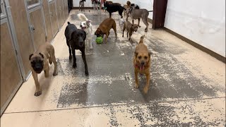 DOGFATHER TV is live!