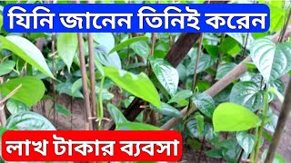 লক্ষ্যাধীক টাকা আয় করা যায় এই চাষে | Betel Leaf farming | Paan Chas | Farming Business Ideas screenshot 2