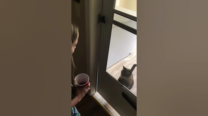 Cat Conversation