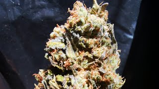 New strains popping chat all things grow πͺ΄π₯³πͺ΄π₯³πͺ΄