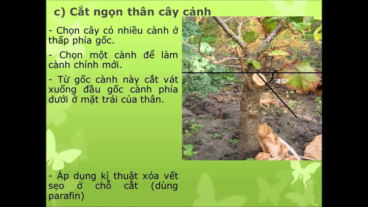 {Xuân} Nghề làm vườn-Bài 29: Một số kĩ thuật cơ bản... - youtube
