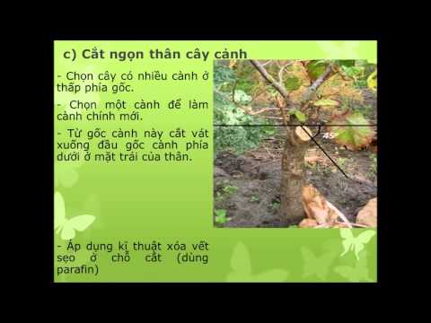Video {Xuân} Nghề làm vườn-Bài 29: Một số kĩ thuật cơ bản... - youtube