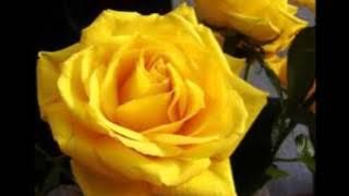 Gelosia ...Bobby solo