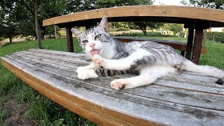 美しいサバシロ猫と友達になりたい？キジトラ猫