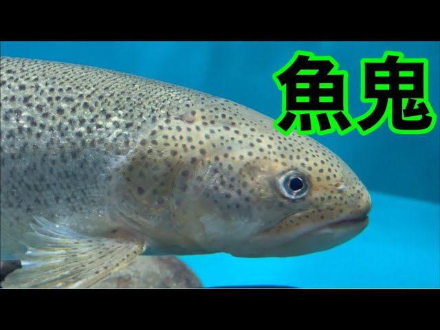 豆道楽　魚鬼（イトウ） 魚鬼 イトウ 【アクアトト岐阜】 Ito AqauqtotoGifu - YouTube