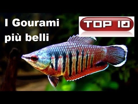 Video: Come Determinare Il Sesso Di Un Gourami