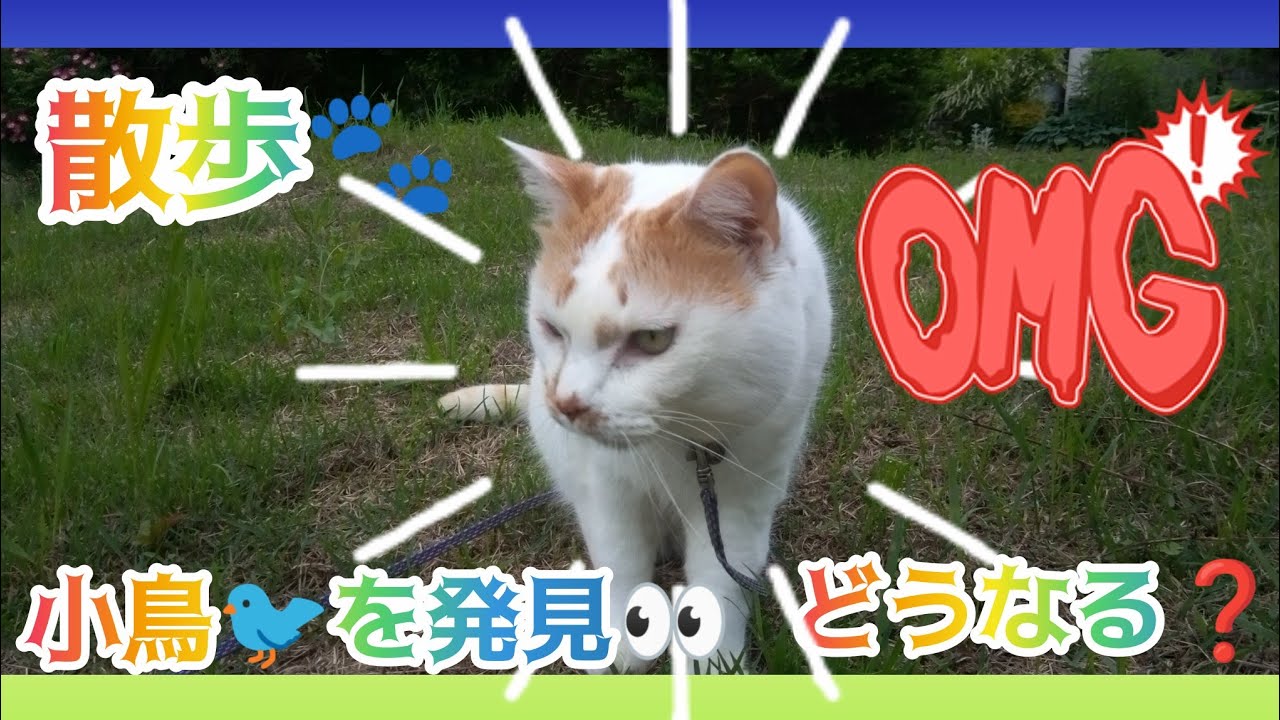 散歩🐾に出掛け💨鳥🐦️を発見👀近づくが・・・💦