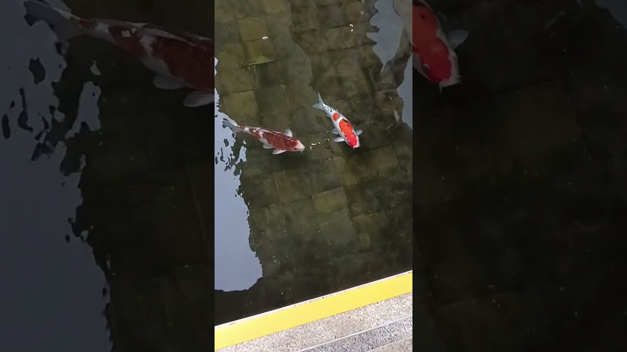 colour full fish.u tube short # ytshorts