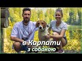 Як подорожувати з собакою Карпати 2023 Куди поїхати з собакою в Карпатах 