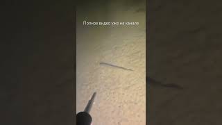 Подводная охота осенью #подводнаяохота #spearfishing #щука #подводныймир