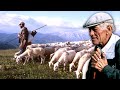 La trashumancia en el Pirineo. Desplazamiento del ganado hacia los pastos de montaña | Documental