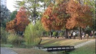 2021台南巴克禮公園落羽松紅了！ 