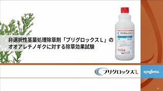 非選択性除草剤「プリグロックスL」のオオアレチノギクに対する除草効果比較試験動画