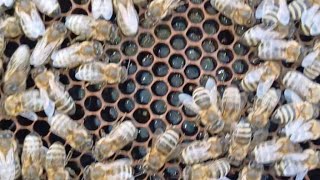 Puiet maxim la hranire cu galeata de miere, 22 februarie 2026