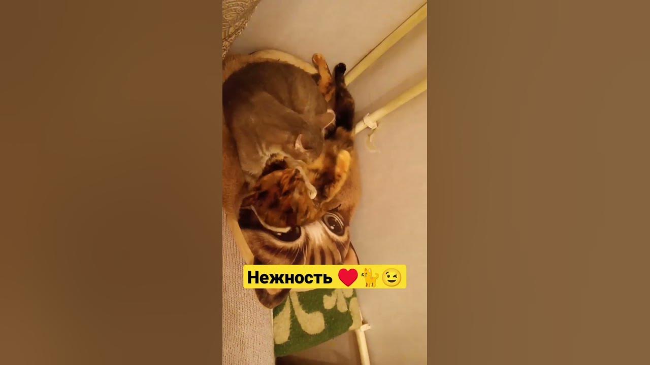 МАМУ НУЖНО ЦЕЛОВАТЬ И ЛЮБИТЬ🐈 ️😘😉 - YouTube