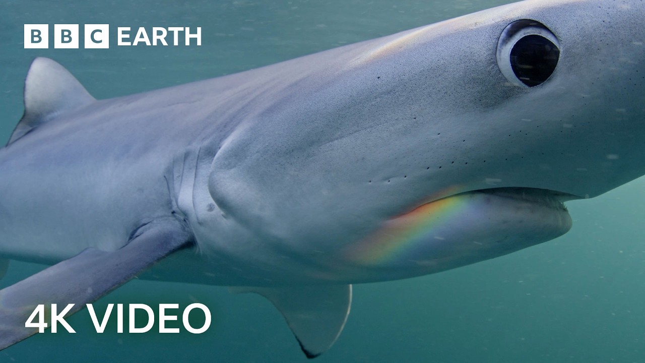 What Lies Below the North Atlantic Ocean? | 4K UHD