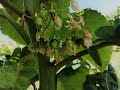 Tree Tomato Project At Mumberes Progress Update 3 Tree Tomato Project At Mumberes Progress Update 3