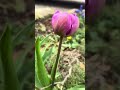 #tulpen #frühling #gutenmorgen #shorts #bauerngarten #garten #gartenliebe #blumen #blumenliebe