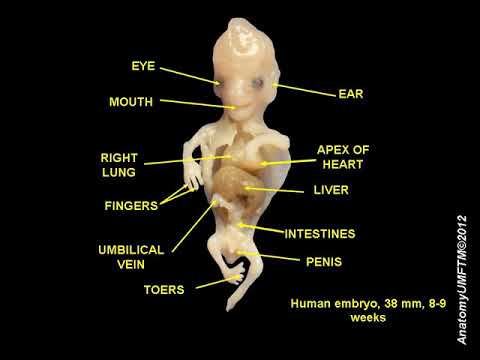 Development (biology) | Wikipedia audio article - YouTube