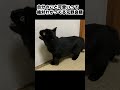 【保護猫】天使すぎる元野良猫 #shots #保護猫 #cat