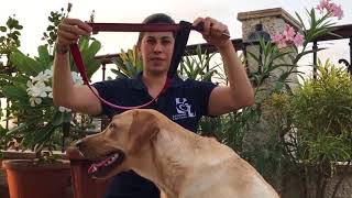 How to Use your Dog Leash as a Collar in an Emergency