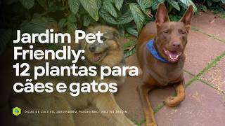 Jardim Pet Friendly: 12 Plantas para Cães e Gatos
