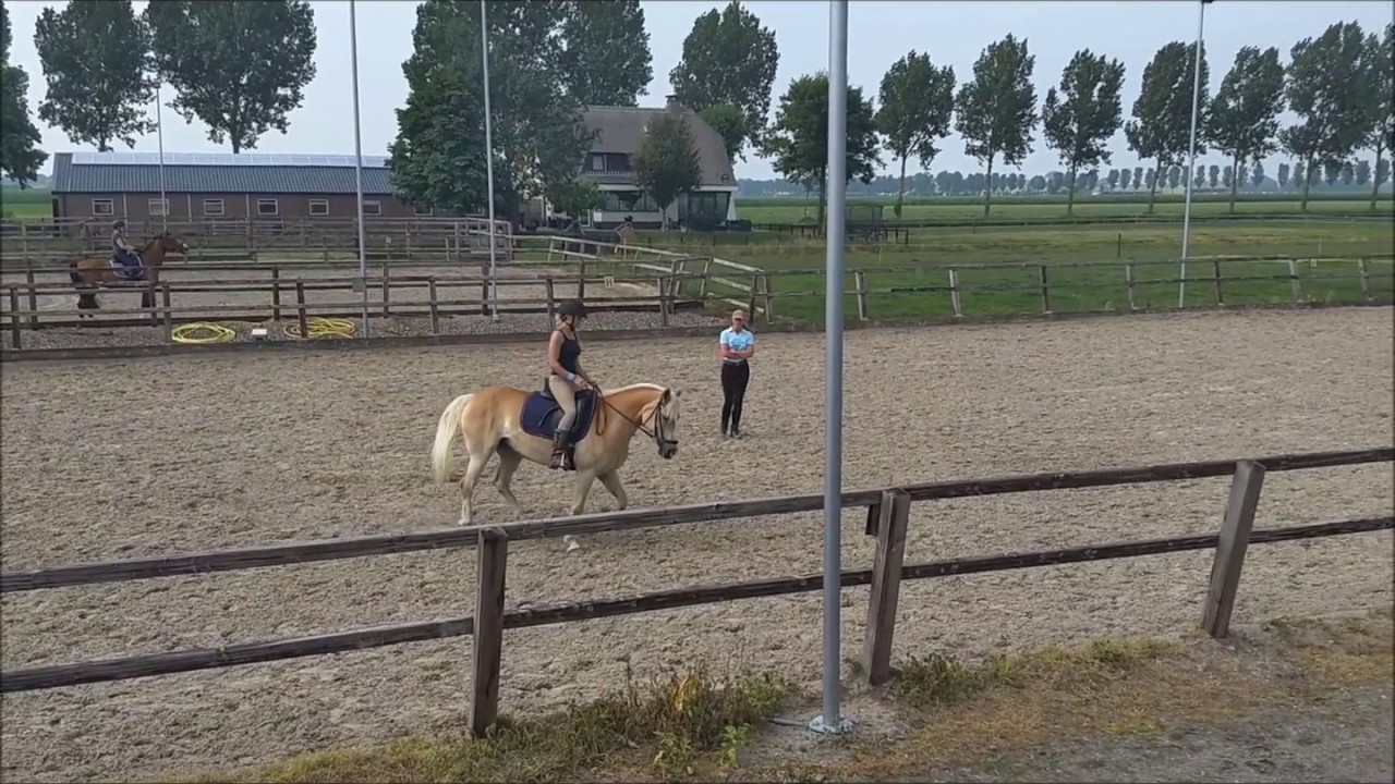Fourth dressage lesson with haflinger April for Petra de Jong