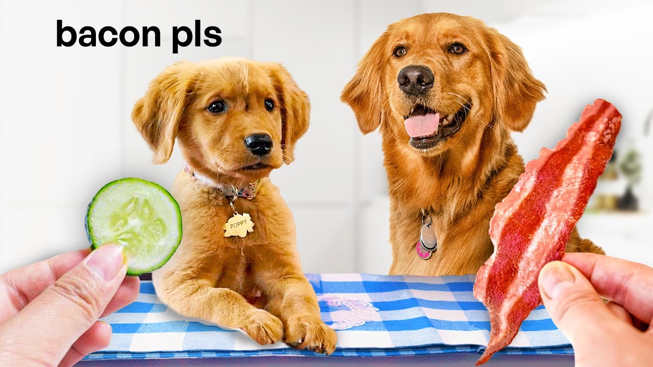 Dog Reviews Food with Little Sister! YouTube