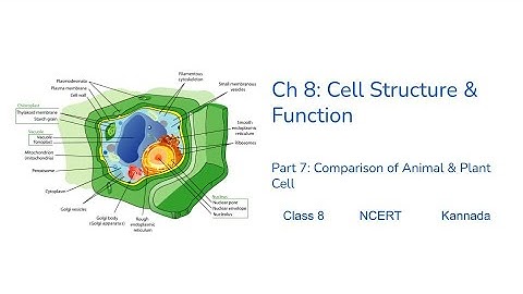 Class8- Science - Chapter8– Cell Structure and Functions -Part07 - Comparison #NCERT #Kannada