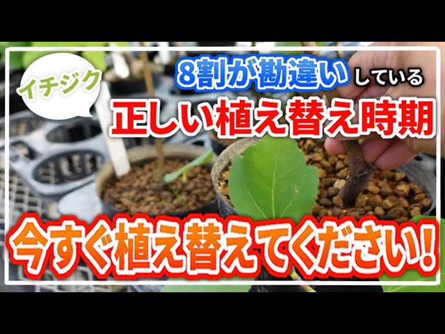 イチジク】植え替え時期について【よく質問頂く内容に回答します
