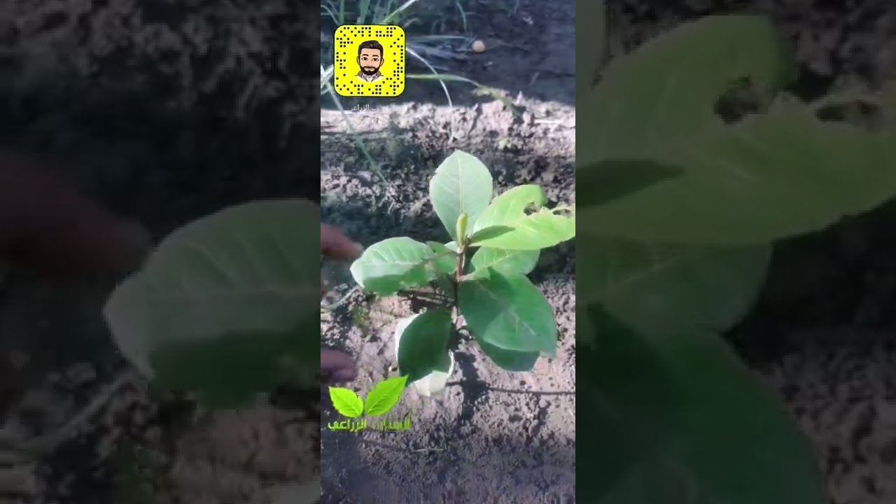 شاهد الاثر السحري للهيومك اسيد على النباتات