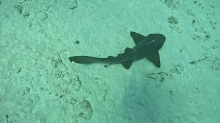 Nurse shark Cayman Islands