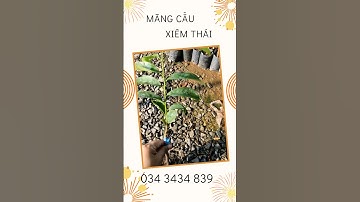 Mãng cầu xiêm thái là cây ghép bên TiênFarm| 0343=34839