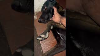 My dog asking petting to pet him #dog