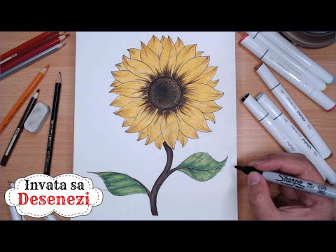 Video: Cum Să Desenezi O Floarea-soarelui Cu Un Creion
