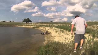 Atak X Bb Pups 15 Weeks