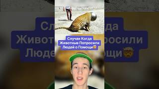 Случаи Когда Животные Попросили Людей О Помощи!🤯 #Shorts #Животные #Обезьяна