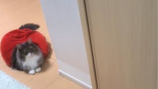 荷物を背負う猫 ノルウェージャンフォレストキャットCarry baggage.Norwegian Forest Cat.