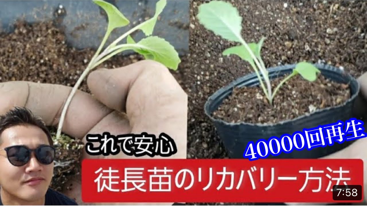 【徒長苗・失敗苗】鉢上げリカバリー♪畑に深植えでもOKまだ植えられないなら鉢上げしましょう♪