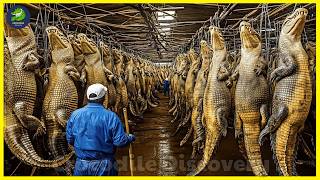 Famous How China’s $6 Billion Crocodile Industry Relies On 9 Million Crocodiles? Wealth