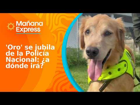 'Oro', a narcotics dog, retires after eight years of service: where is he going now?