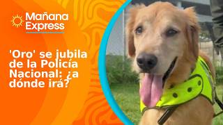 'Oro', un perro antinarcóticos, se jubiló tras ocho años de servicio: ¿a dónde irá ahora?