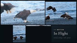 Information Up Close with Dozens of Wild Bald Eagles | Alaska Ep. 3 Update
