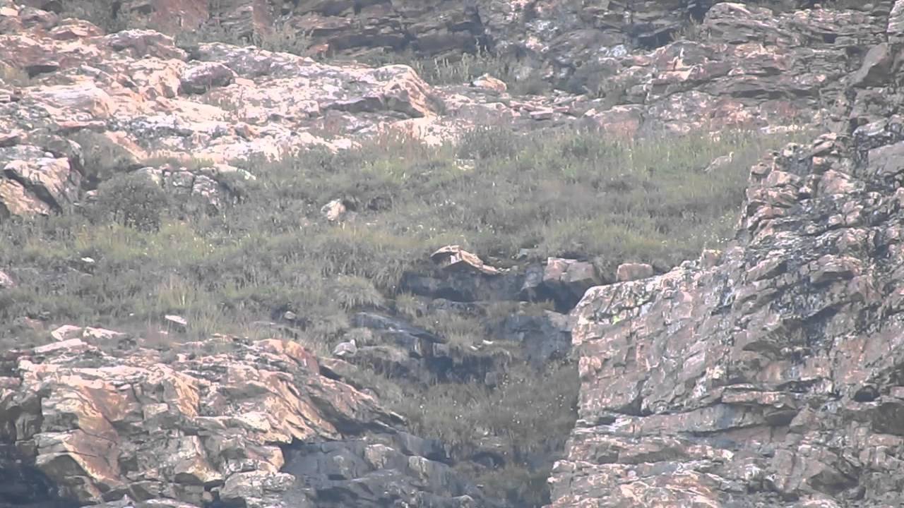9 Himalayan Snowcock feeding in the Ruby Mountains, Nevada 