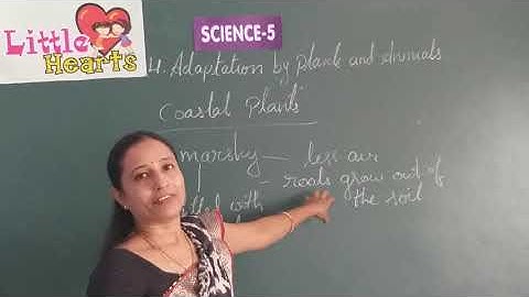 CLASS 5 LESSON 4 SCIENCE ADAPTATION BY PLANTS AND ANIMALS PART 2 ONLINE VIDEO