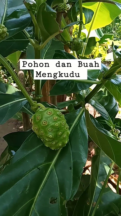 pohon dan buah mengkudu |Bantu supprot dan subscribe ya 😊🙏 #shortvideo