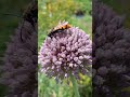 летнее солнце стояние, все прекрасно, даже чеснок в цвету