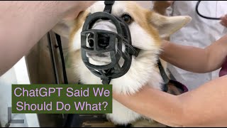 Could AI take care of our dogs for us? (will cHat gpt rEPLace dog walkers?) by The Stumpy Brigade 112 views 1 year ago 4 minutes, 35 seconds